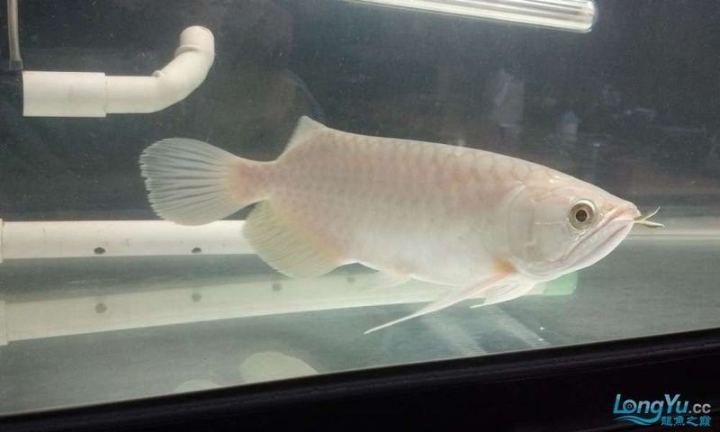 詳細(xì)閱讀:青龍魚(yú)飼養(yǎng)難度如何? 青龍魚(yú)飼養(yǎng)難度如何?